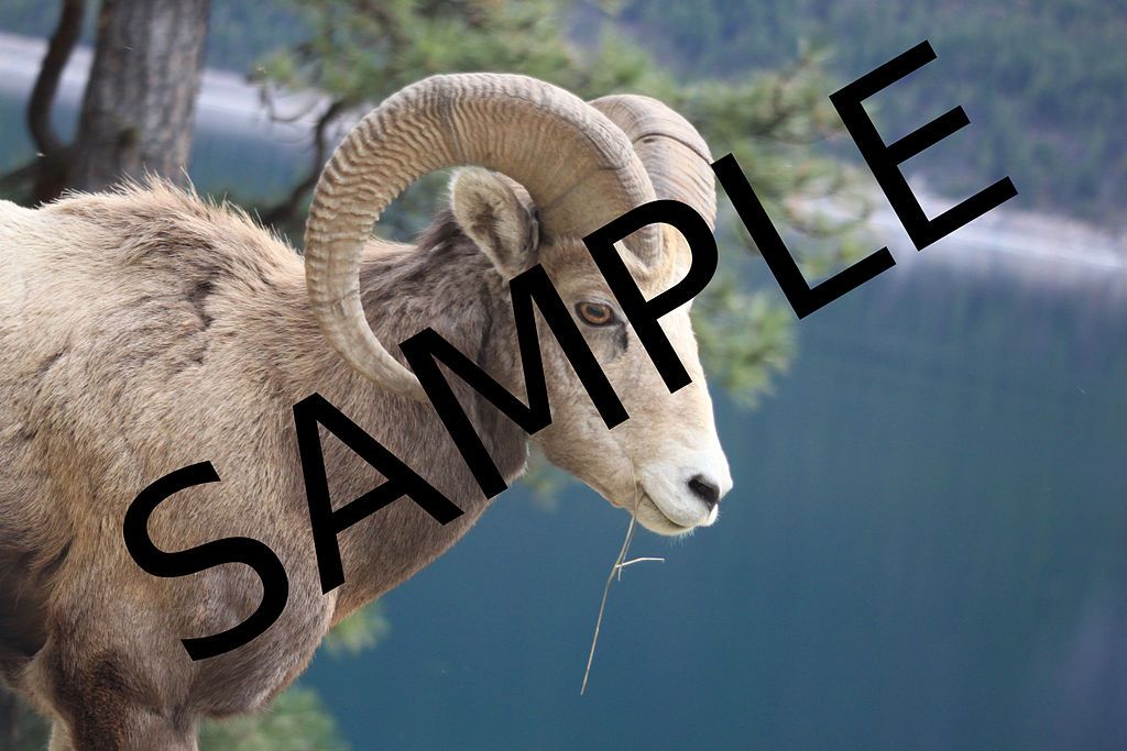 watermarked image of a goat