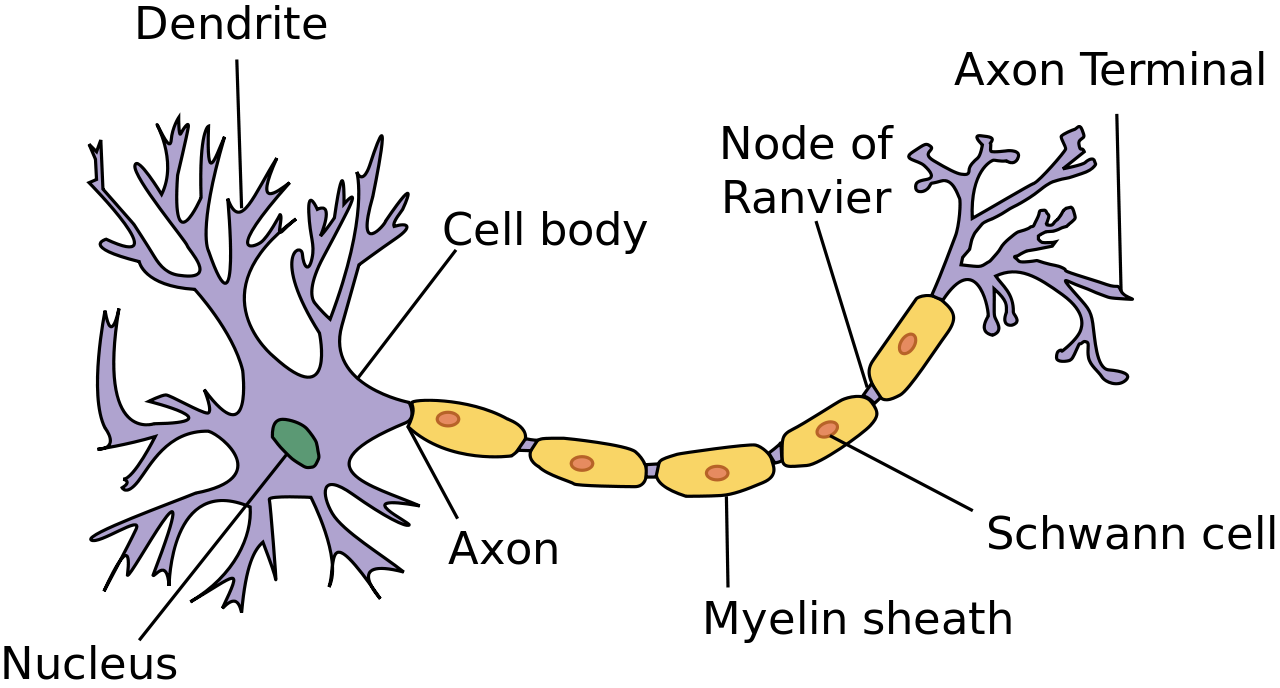diagram of a motor neuron