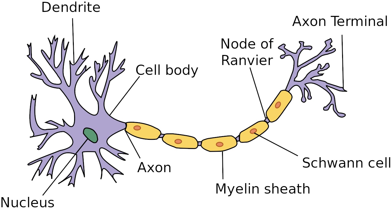 diagram of a motor neuron