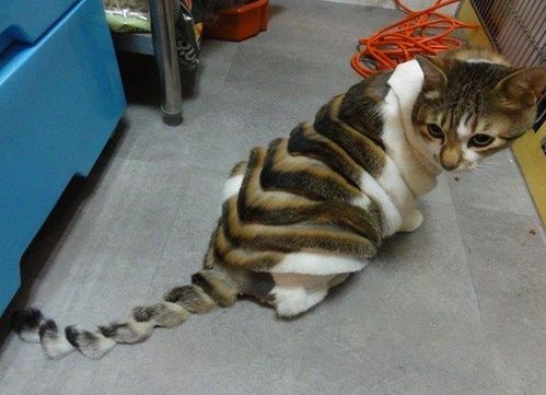 cat that appears to be sliced into segments