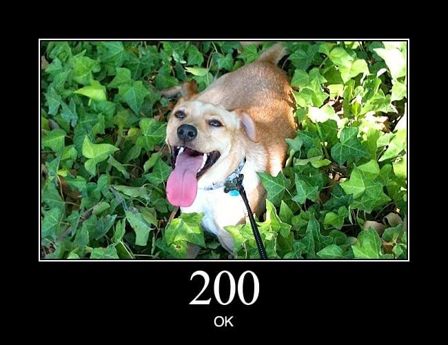 http dogs 200 http response