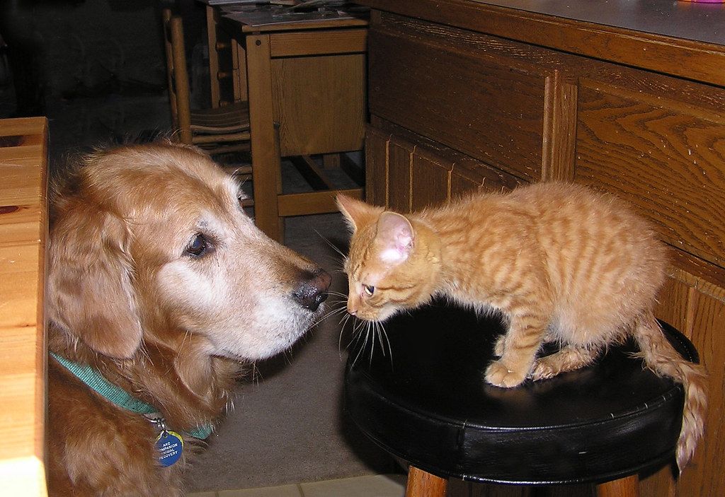 A dog and a cat 