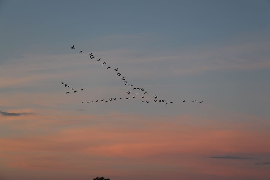 birds migrating