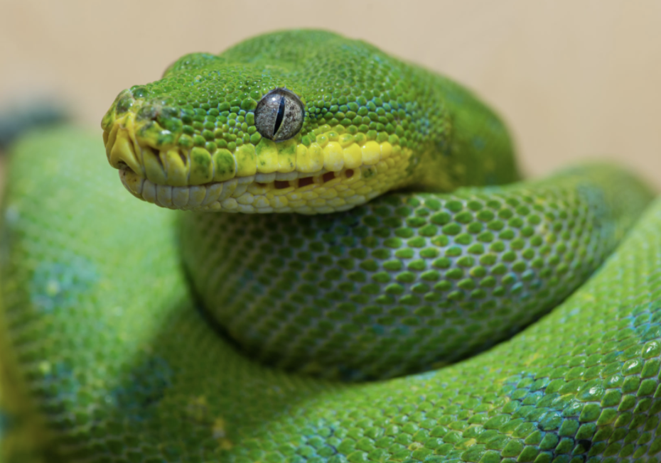 a python